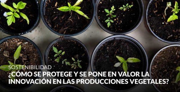 ¿Cómo se protege y se pone en valor la innovación en las producciones vegetales?